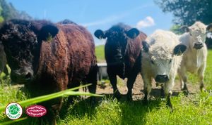 Galloway Rinder auf der Weide_Reither Bad Zell (c)Zach-Fuerst Foto: Zach-Fürst