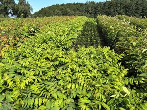 Pflanzenvielfalt im Forstgarten Wiesinger Bad Zell(c)privat Foto:privat