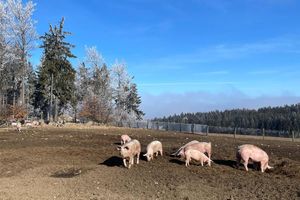 Schweine im Freiland Anita Aistleitner