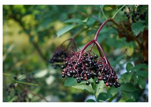 Hollerbeeren für den Holler Beerenwein (c)Tadeusz Zachwieja auf Unsplash
