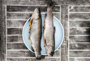 Fische Haider Foto:gregor moser auf unsplash