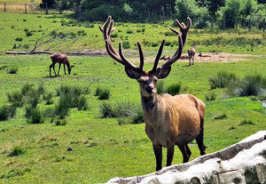 Schöllhammer Wild Foto:Schöllhammer