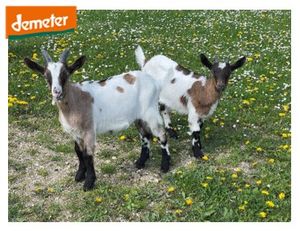 Ziegen Archehof Gumberger Ziegen Archehof Gumberger