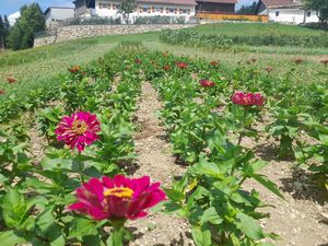 Blumenfeld auf der Blumenalm Seng Blumenalm Seng Foto: Ramona Leitner