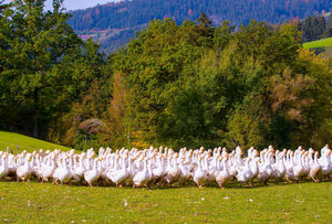 Weidegänse Mühlviertler Alm Foto:FotoGrafik Haneder